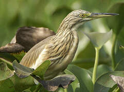 Squacco Heron