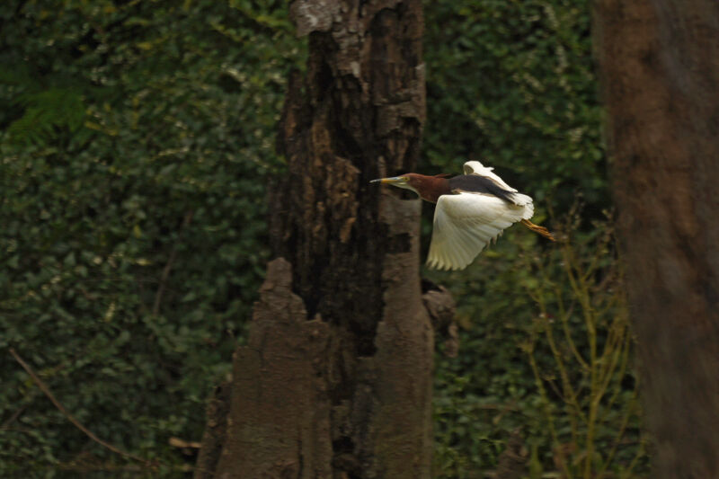 Chinese Pond Heron