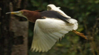 Chinese Pond Heron