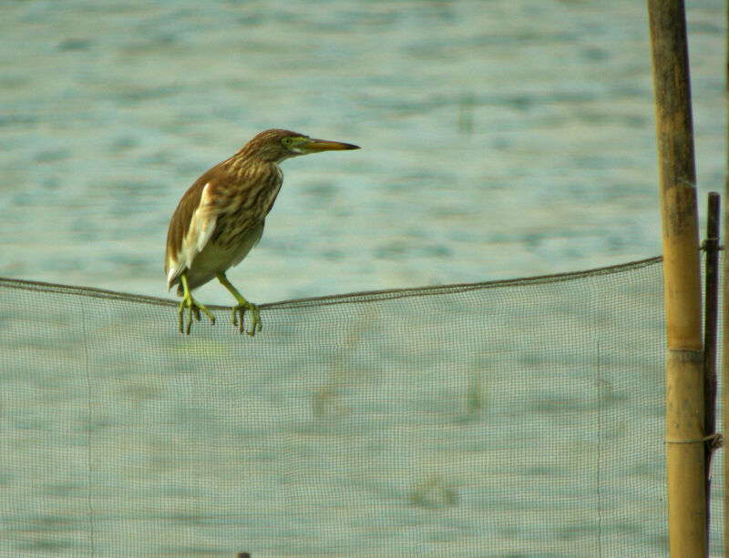 Chinese Pond Heronjuvenile