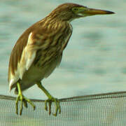 Chinese Pond Heron