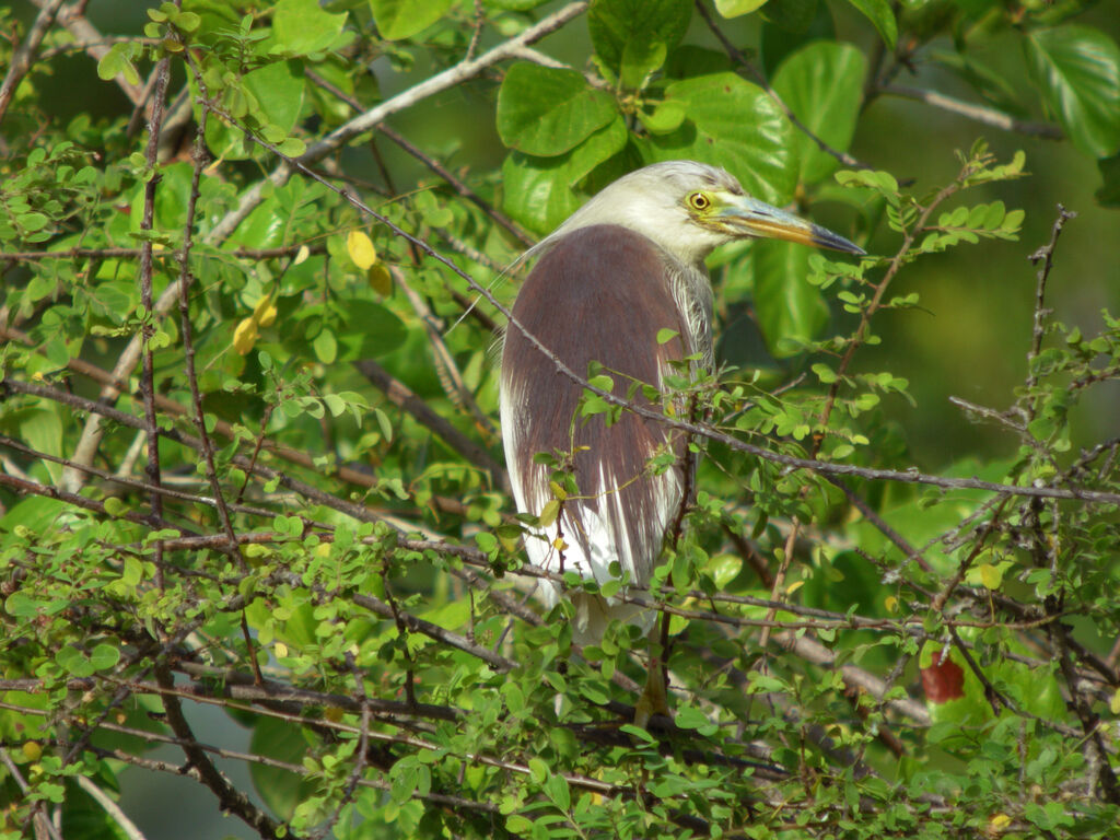 Indian Pond Heron