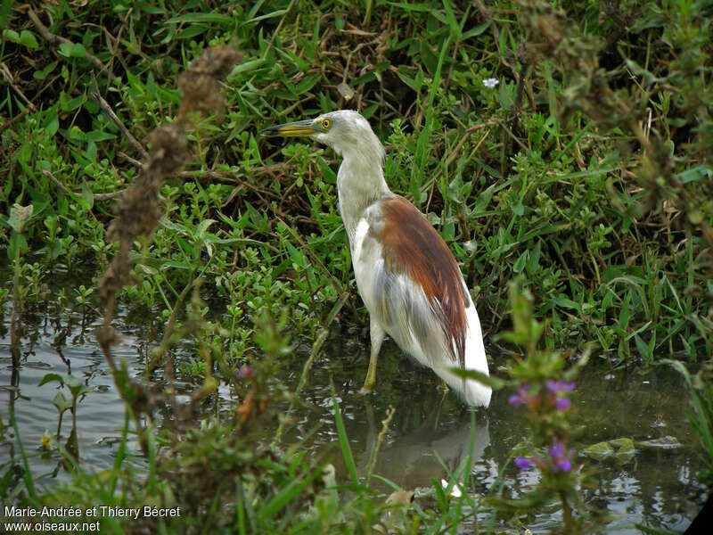 Indian Pond Heronadult breeding, Behaviour
