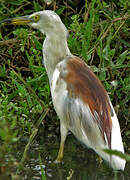 Indian Pond Heron