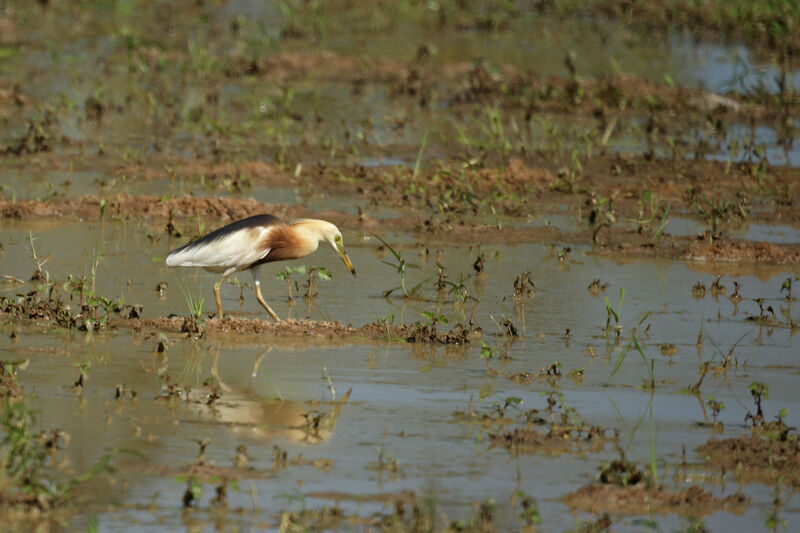 Javan Pond Heron, identification