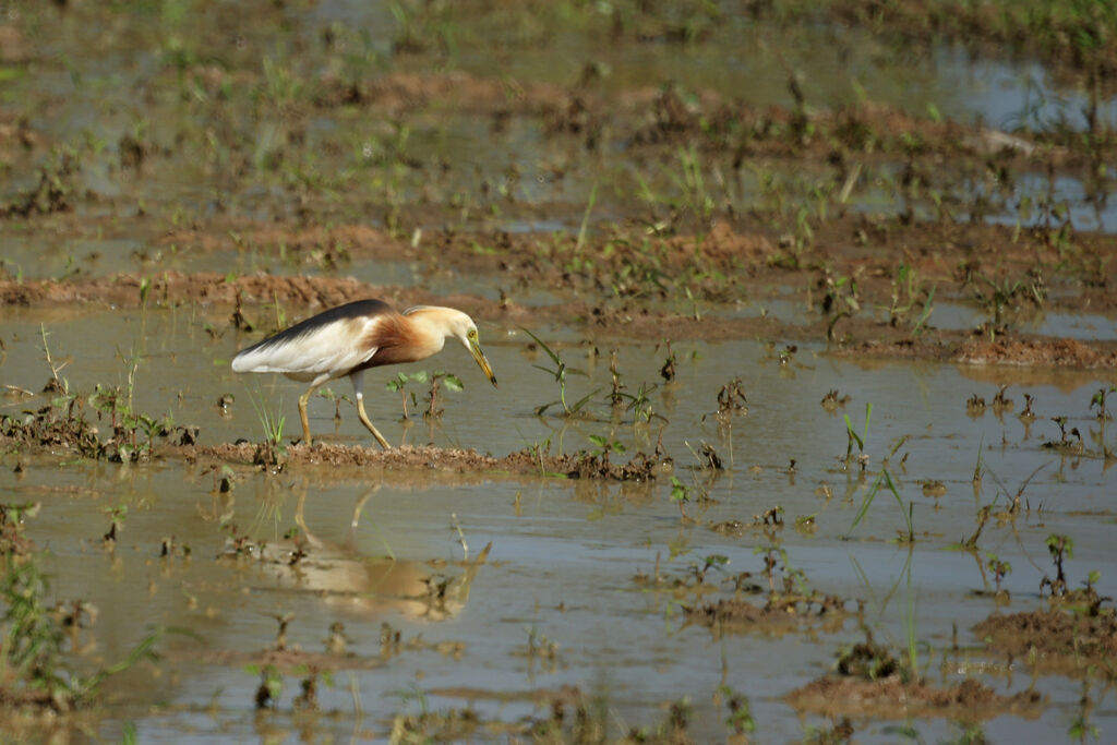 Crabier malais, identification