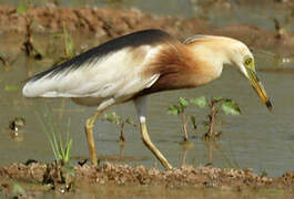 Javan Pond Heron