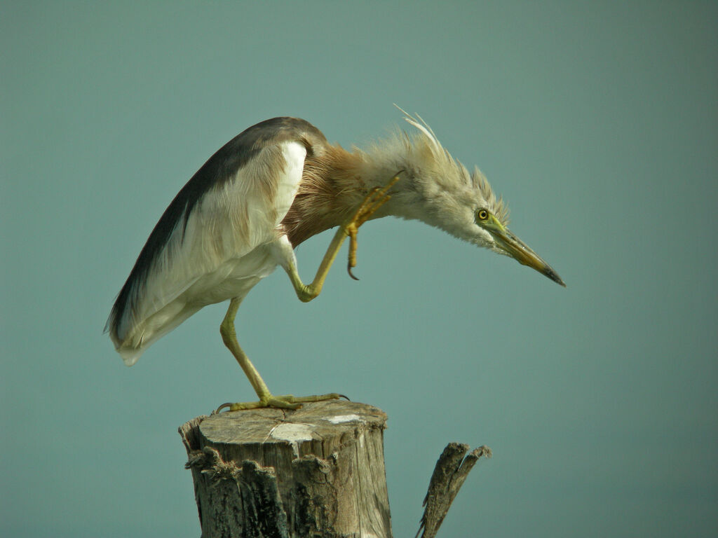 Javan Pond Heron