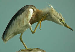 Javan Pond Heron