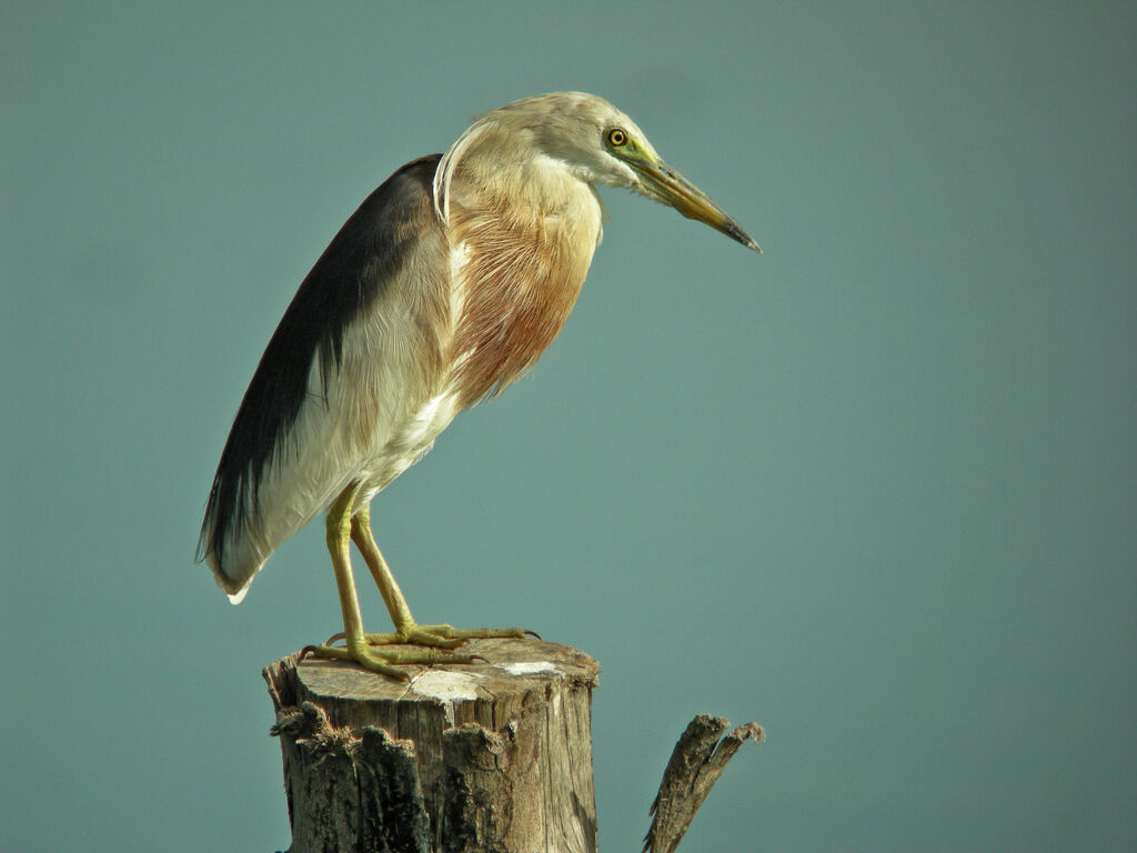 Javan Pond Heron