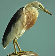 Javan Pond Heron