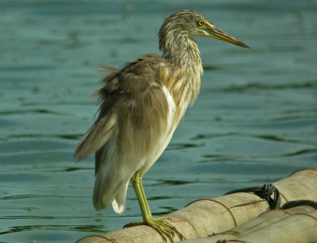 Javan Pond Heron