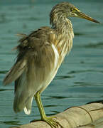 Javan Pond Heron