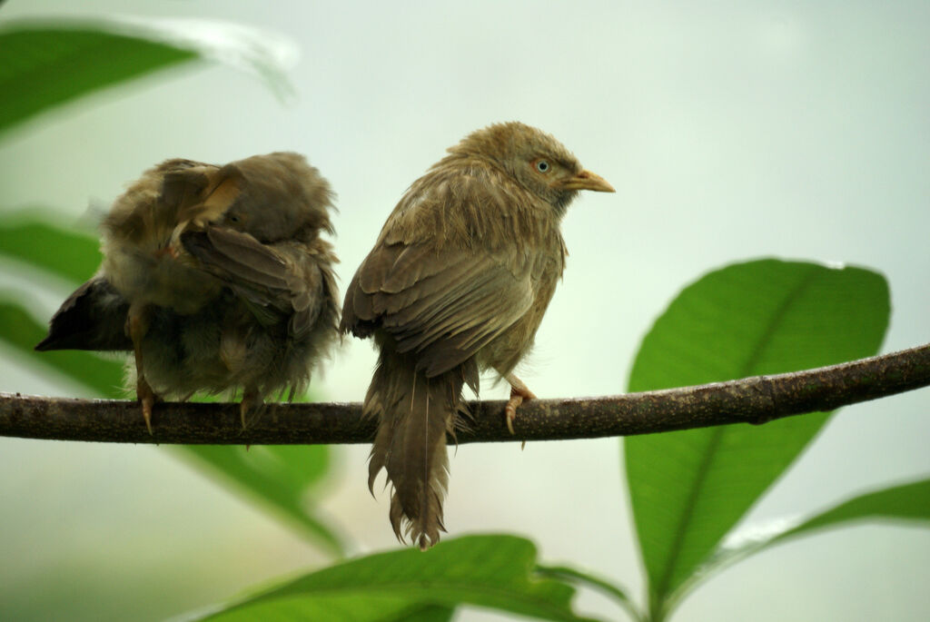 Yellow-billed Babbler