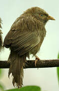 Yellow-billed Babbler