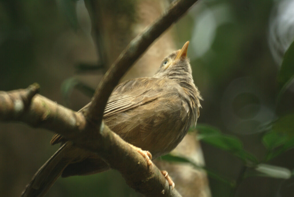 Yellow-billed Babbler