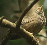 Yellow-billed Babbler