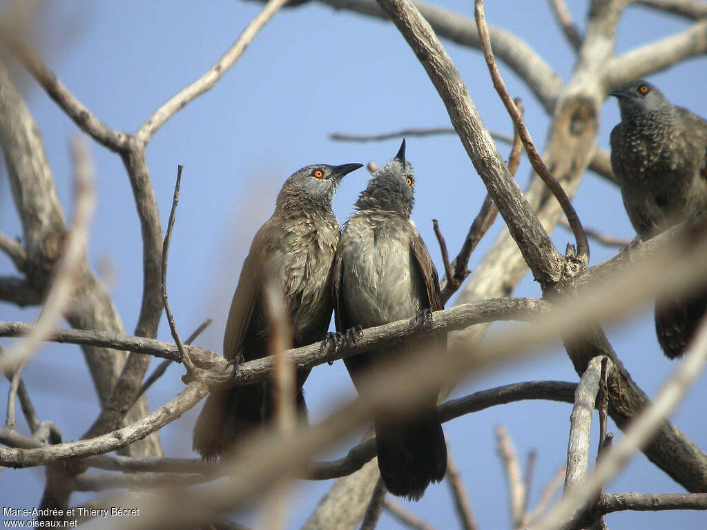 Brown Babbleradult, Behaviour