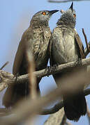 Brown Babbler