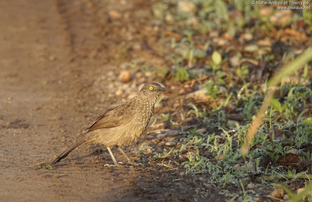 Brown Babbler