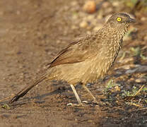 Brown Babbler