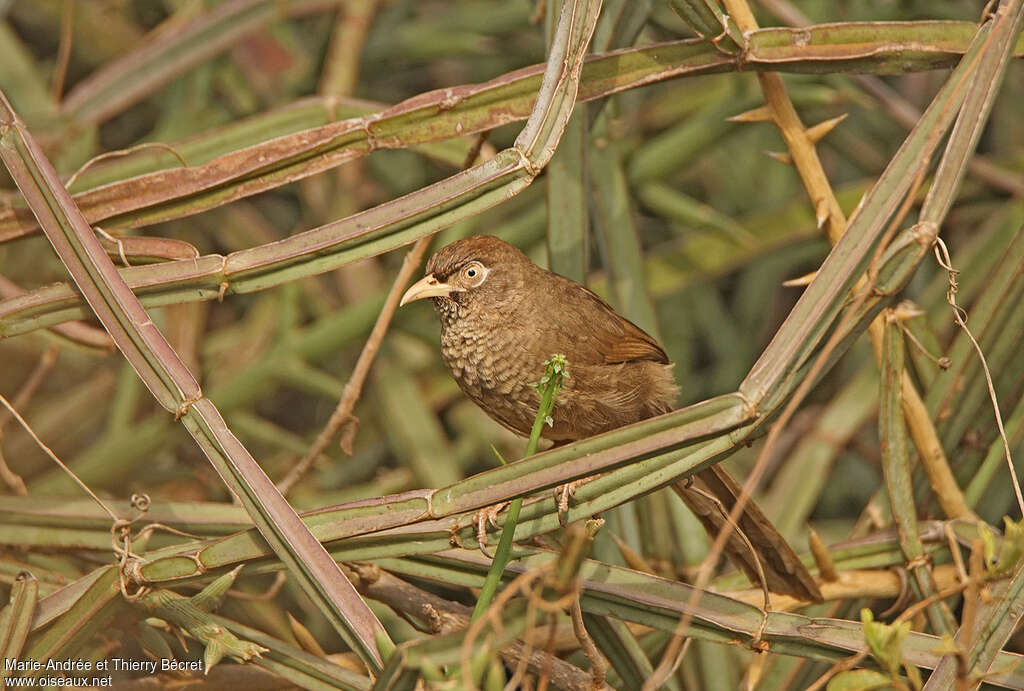 Scaly Chattereradult, habitat, pigmentation