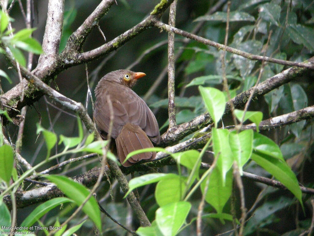 Orange-billed Babbleradult, identification