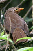 Orange-billed Babbler