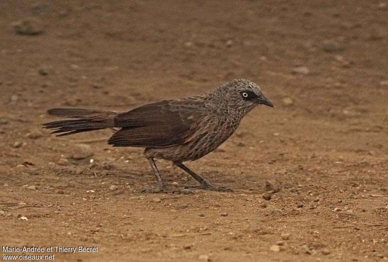 Black-lored Babbleradult, identification