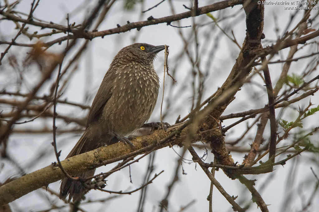 Arrow-marked Babbler