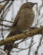 Arrow-marked Babbler