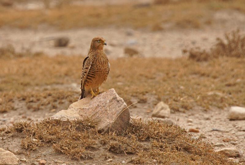 Greater Kestrel