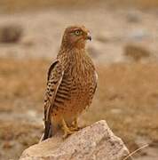 Greater Kestrel