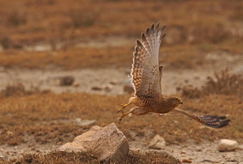 Greater Kestrel