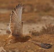 Greater Kestrel