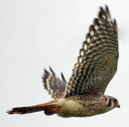 American Kestrel