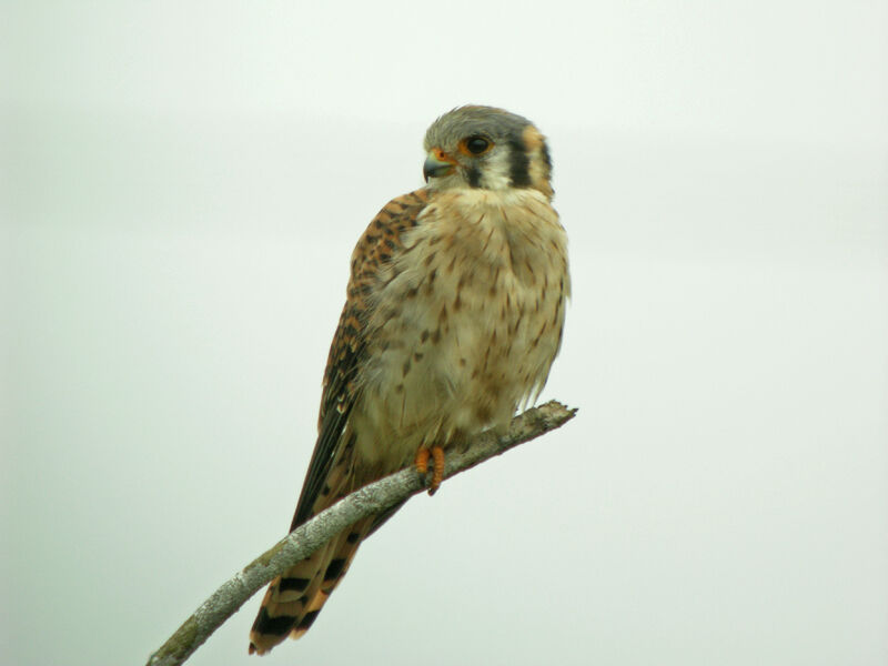 American Kestrel