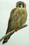 American Kestrel