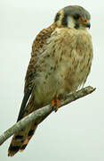 American Kestrel