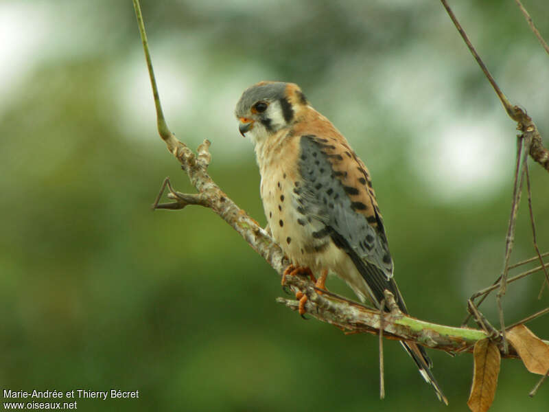 American Kestrel male adult breeding, identification