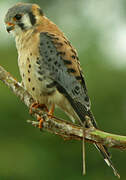 American Kestrel