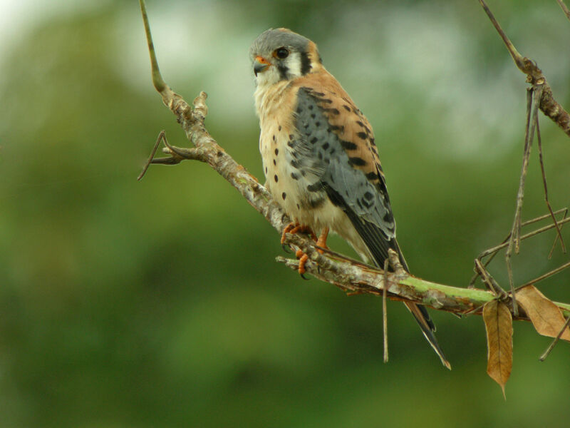 American Kestrel