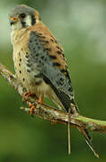 American Kestrel