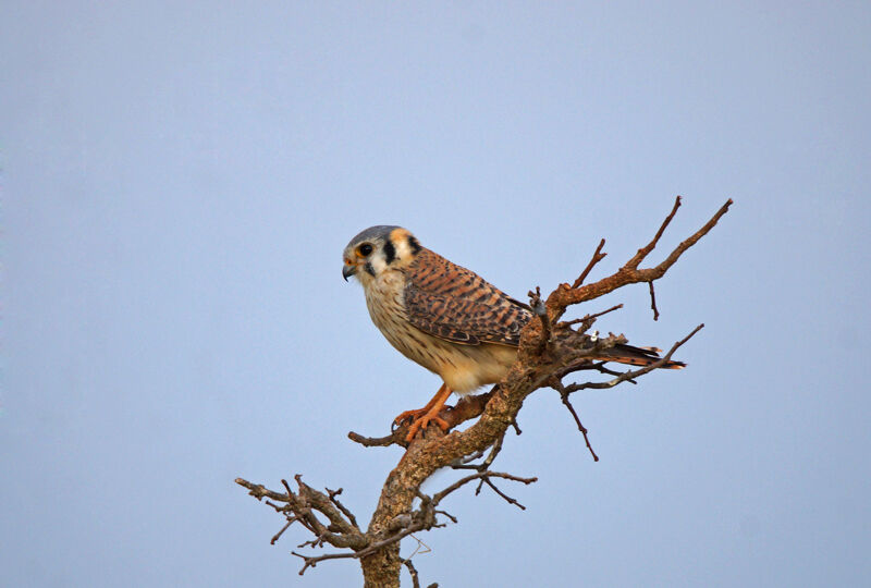 American Kestrel