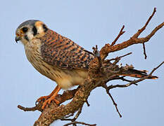 American Kestrel