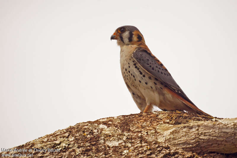 American Kestrel