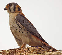 American Kestrel