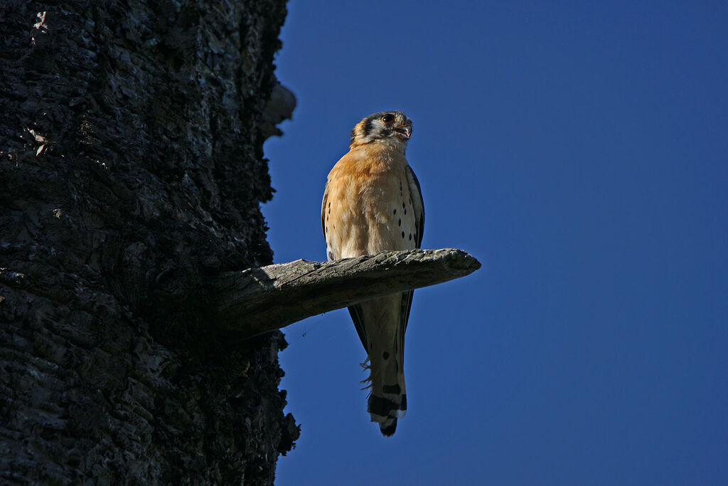 American Kestrel