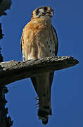 American Kestrel