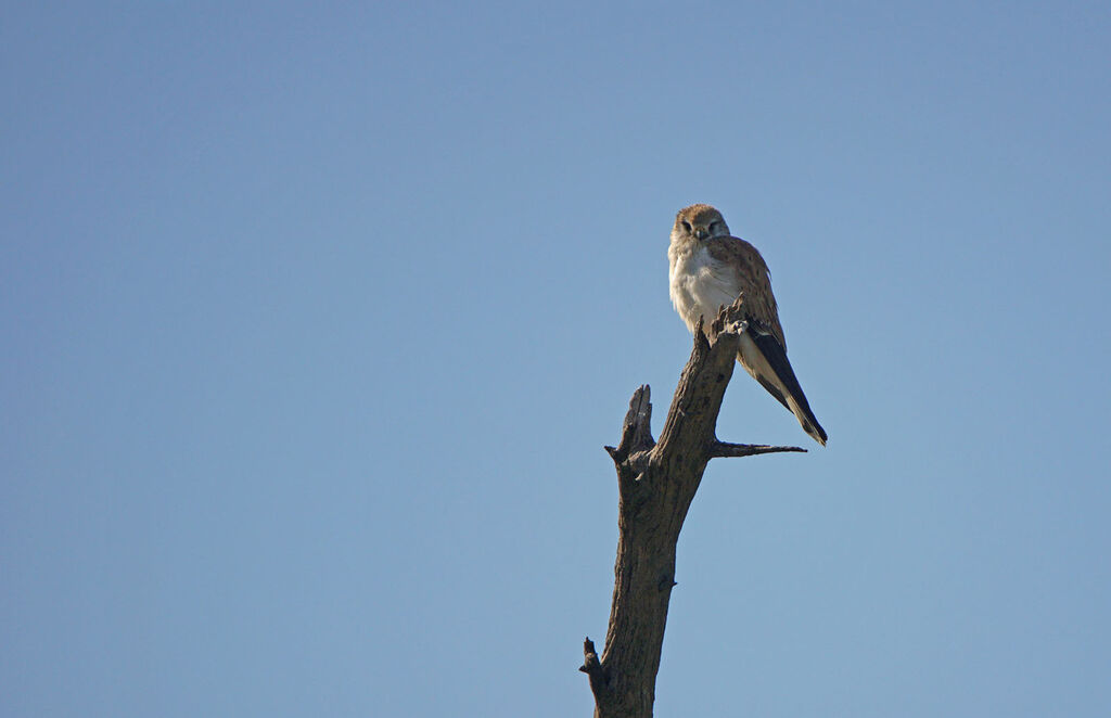 Nankeen Kestrel